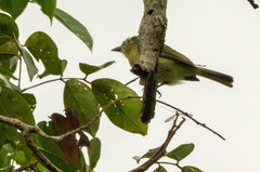 Tolmomyias