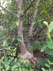 Adansonia