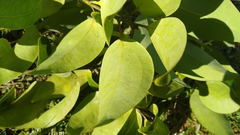 Cinnamomum carolinense