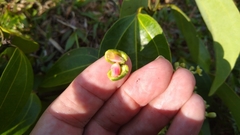 Cinnamomum carolinense