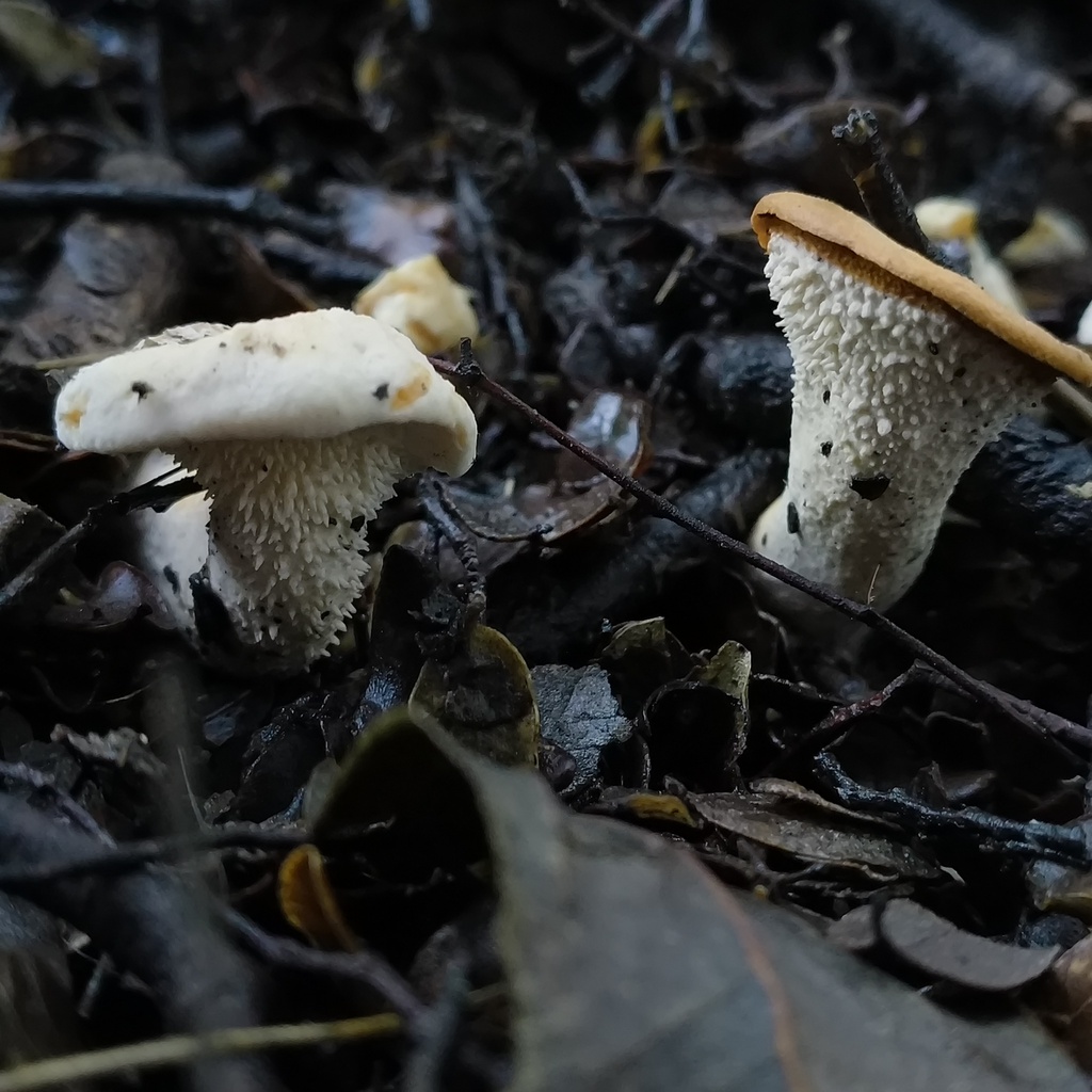 Hydnum wellingtonii · June 2025 · photo: © zedt (iNaturalist, cc-by)