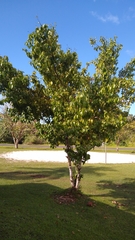 Cinnamomum carolinense