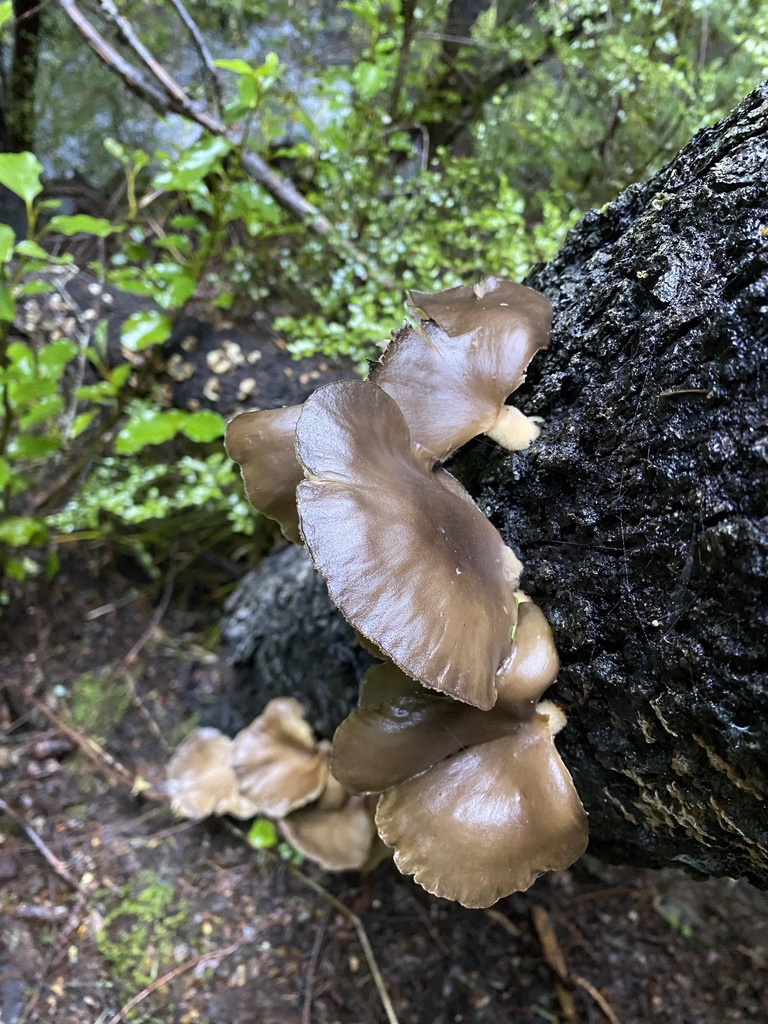 Pleurotus purpureo-olivaceus · June 2025 · photo: © caitlin_anderson1 (iNaturalist, cc-by)