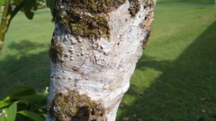 Cinnamomum carolinense