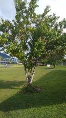 Cinnamomum carolinense