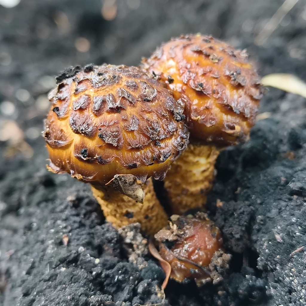 Pholiota glutinosa · June 2025 · photo: © zedt (iNaturalist, cc-by)