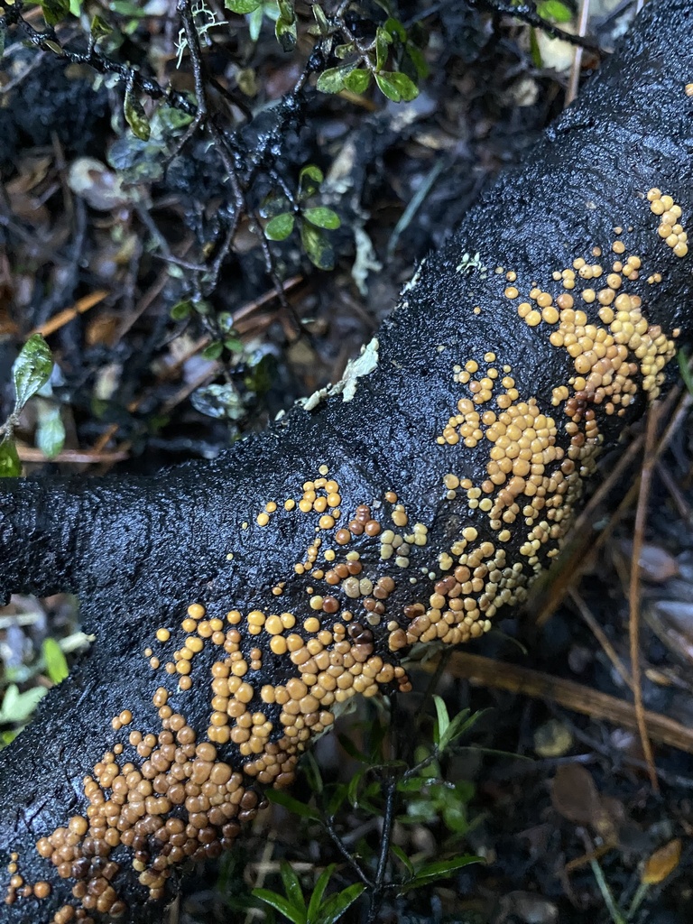Aleurodiscus berggrenii · June 2025 · photo: © caitlin_anderson1 (iNaturalist, cc-by)