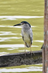Nycticorax nycticorax