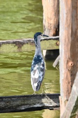 Nycticorax nycticorax