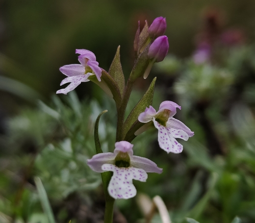 Amitostigma alpestre Schltr. 2