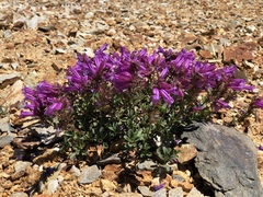 Penstemon newberryi