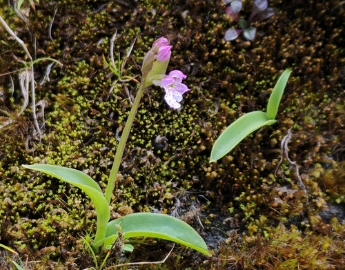 Amitostigma alpestre Schltr. 3