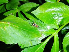 Homoeoxipha lycoides