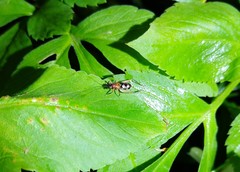 Homoeoxipha lycoides