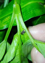 Geocoris ochropterus