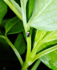 Geocoris ochropterus