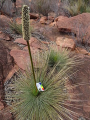 Xanthorrhoea quadrangulata