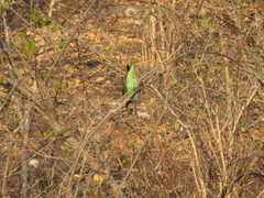 Poicephalus meyeri