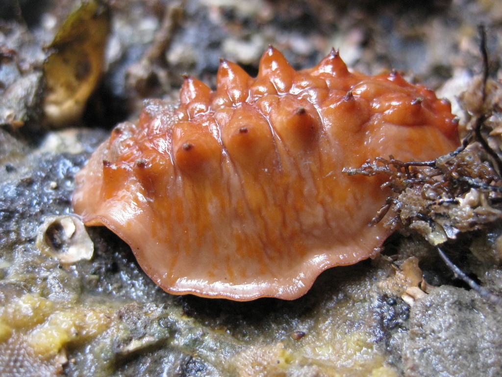Cryptoconchus
