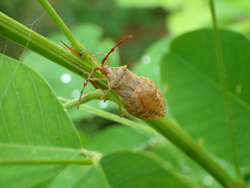 Homoeocerus dilatatus