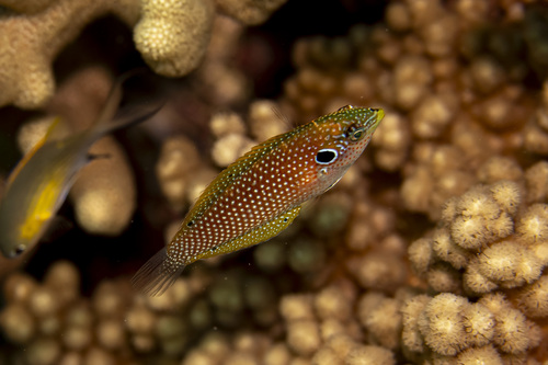 Black leopard wrasse (Macropharyngodon kuiteri) — Labridae — 5