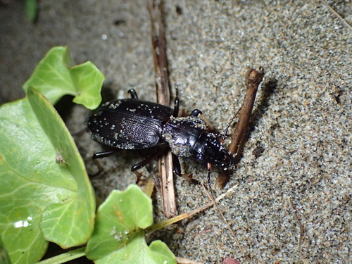 Craspedonotus tibialis