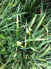 Lotus corniculatus corniculatus