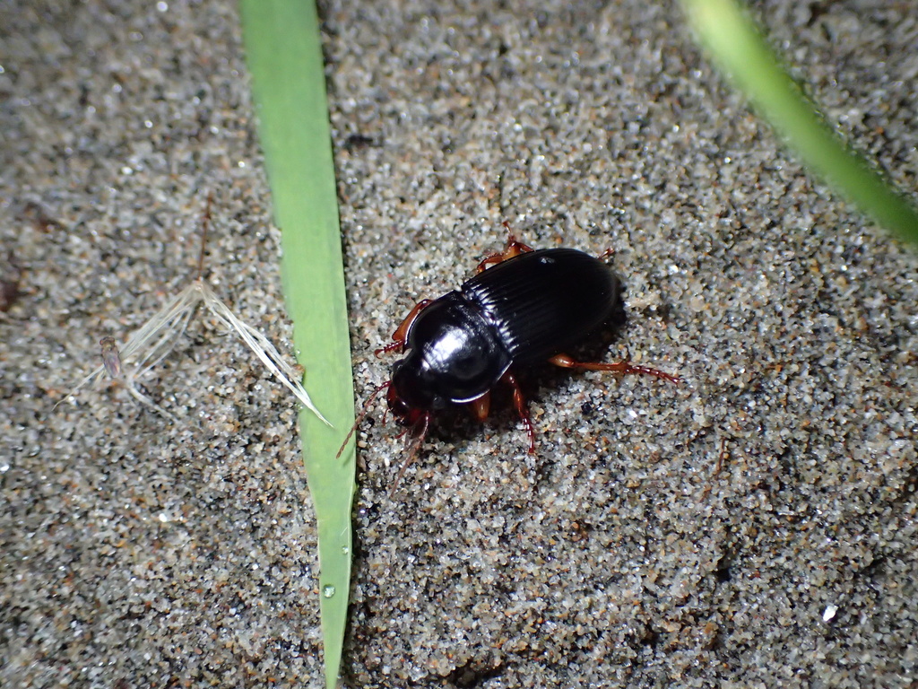 ヒラタゴモクムシ