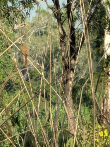Crimson Finch