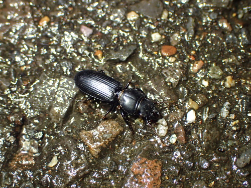 Scarites terricola pacificus
