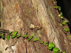 Atomotricha isogama