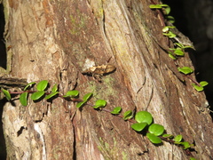 Atomotricha isogama