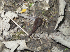 Newzealandia