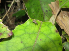 Chalepistes compressus