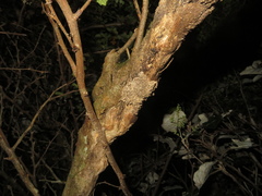 Aenetus virescens