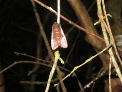 Austramathes purpurea