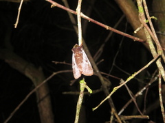 Austramathes purpurea