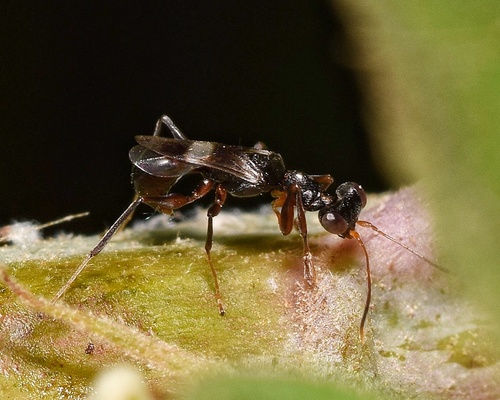 Neodryinus observed 2025-06-27
