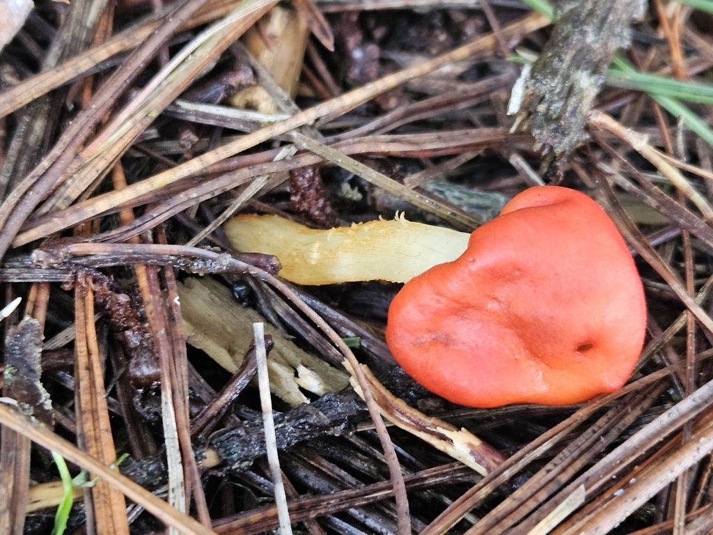 Leratiomyces erythrocephalus · June 2025 · photo: © jacog (iNaturalist, cc0)