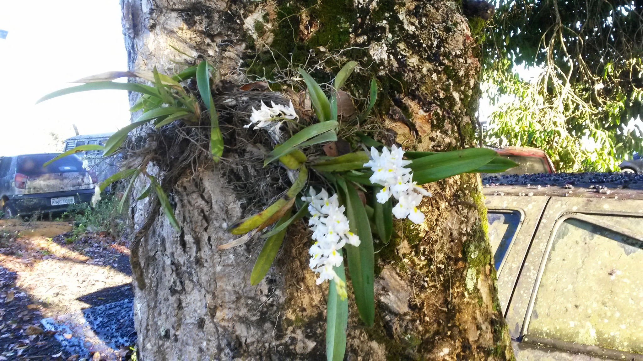 Rodriguezia bracteata