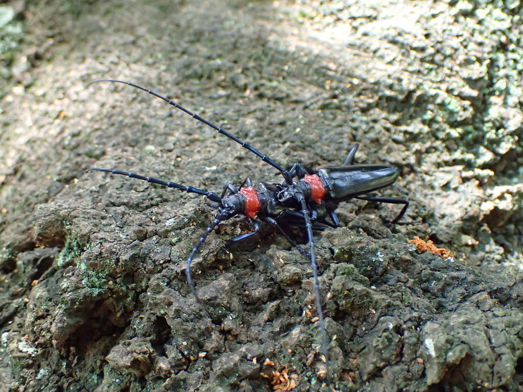 クビアカツヤカミキリ