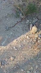 Micruroides euryxanthus