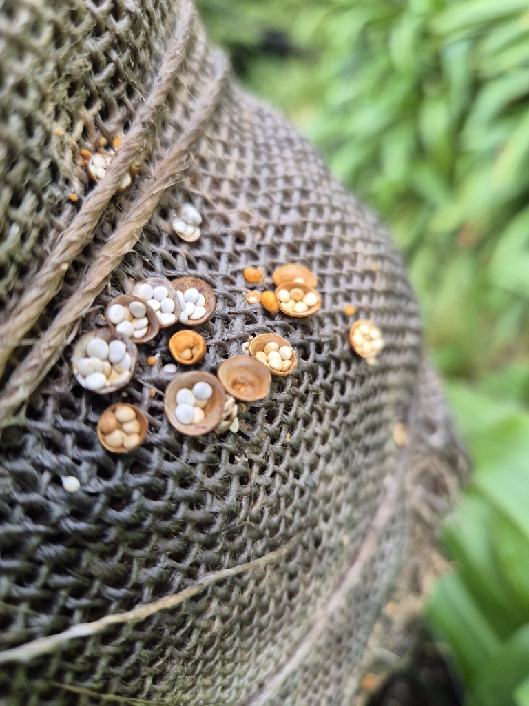 Crucibulum simile · June 2025 · photo: © rempson (iNaturalist, cc-by)