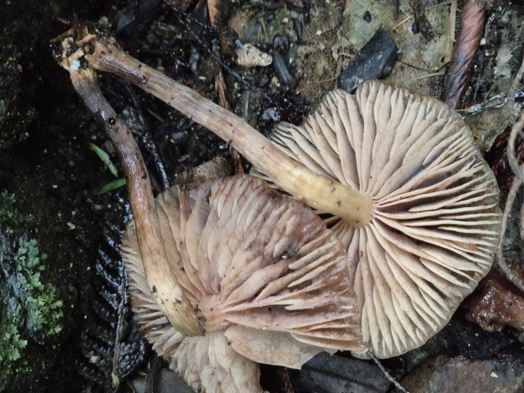 Armillaria novae-zelandiae · June 2025 · photo: © rempson (iNaturalist, cc-by)