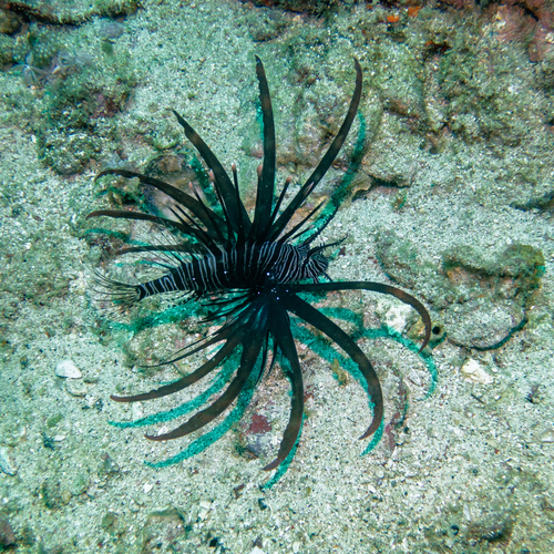 Lionfish