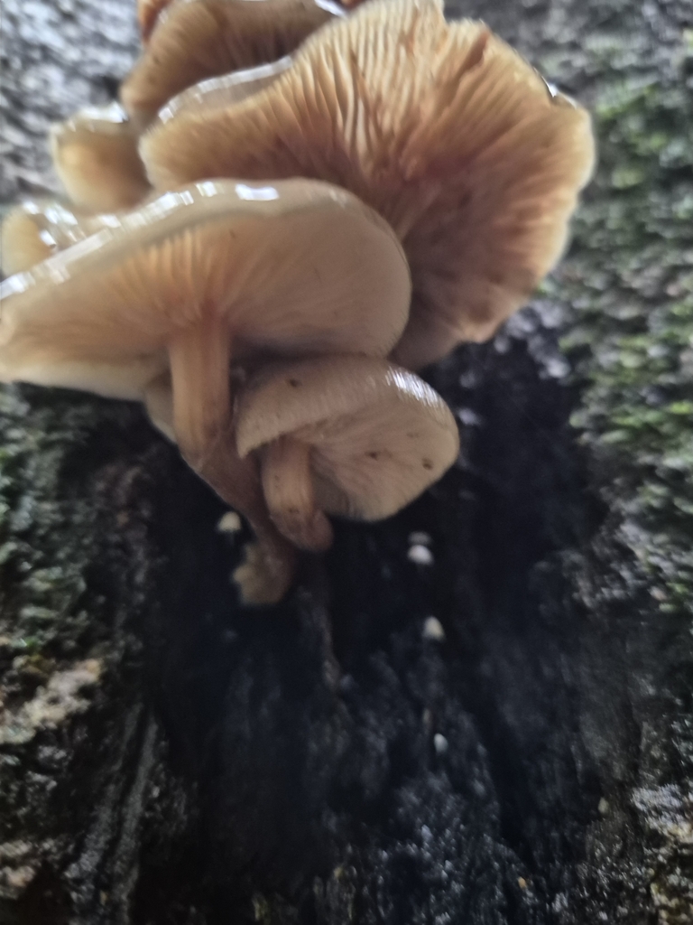 Armillaria novae-zelandiae · June 2025 · photo: © rempson (iNaturalist, cc-by)
