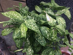 Dracaena surculosa