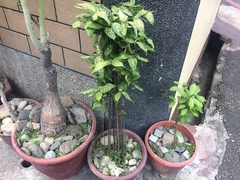 Dracaena surculosa