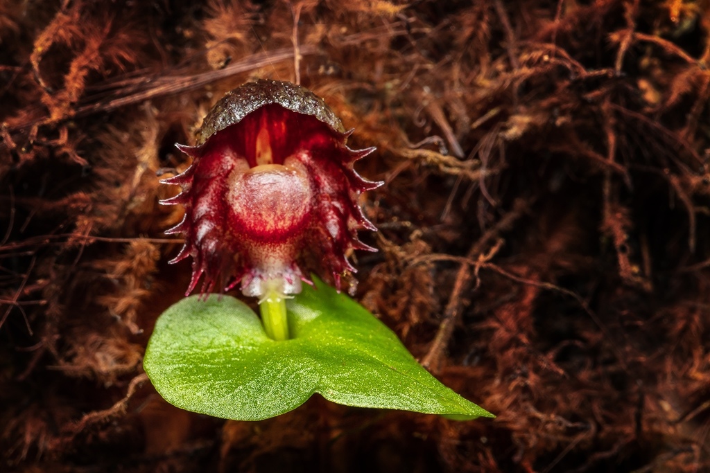 mountain helmet-orchid