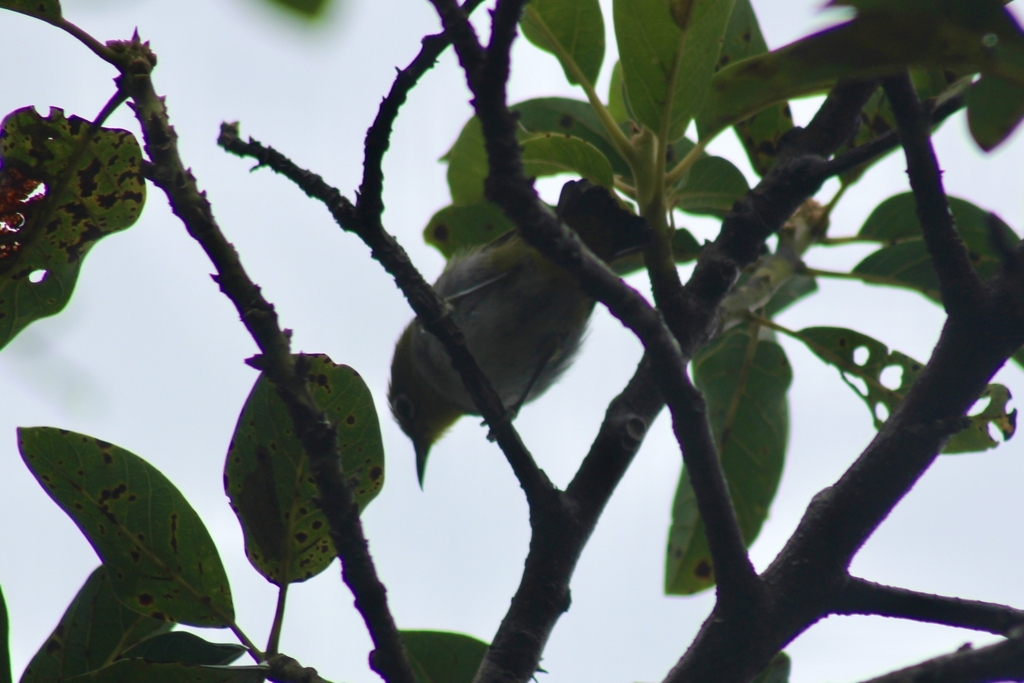 Swinhoe's White-eye (Zosterops simplex)